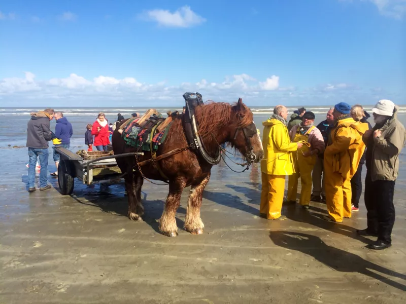 Met je team de garnaalvissers te paard aan het werk zien.