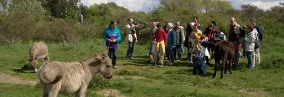 Strand- en duinenwandeling met natuurgids aan de Belgische kust